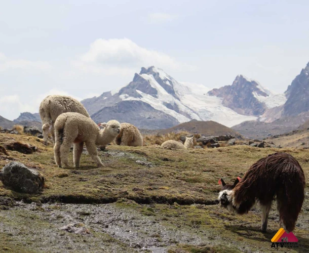 Andean Wildlife and the Sacred Apu
