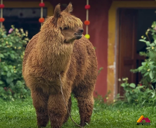 Direct Interaction with the Glacier and Ice