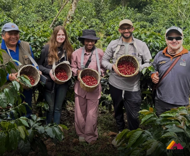 Direct Harvesting in the Cusco Jungle