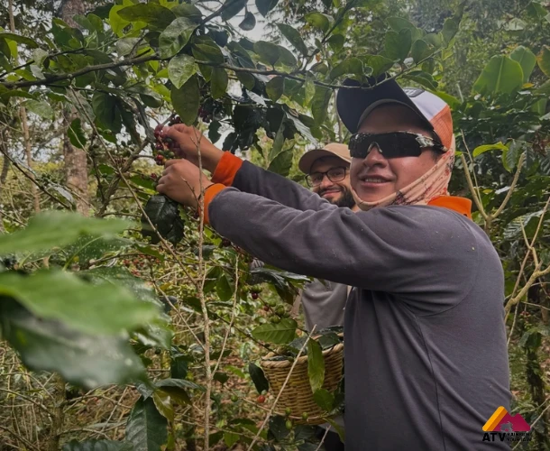 Proceso del Grano: Tostado y Molienda